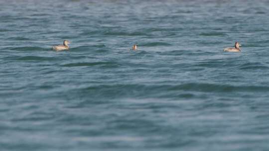 潜鸭在江面的波浪中的升格特写