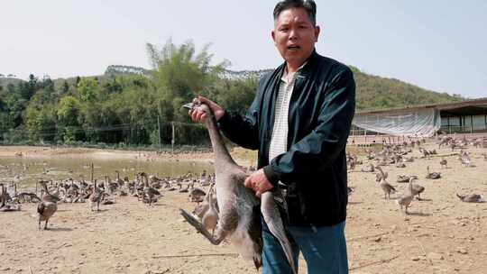 清远黑棕鹅养殖基地实拍素材