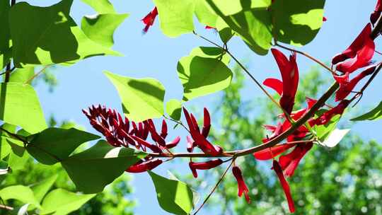 龙牙花