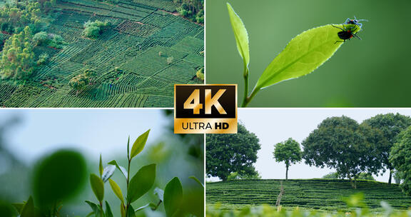 4k茶山茶园航拍茶叶茶树春茶茶广告宣传片