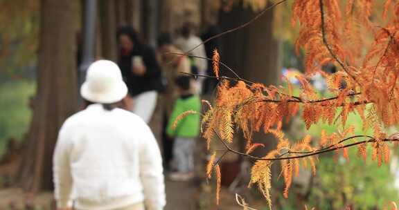 公园杉树红了赏秋度假悠闲游客