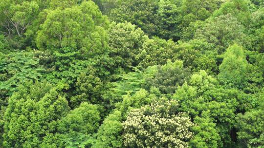 绿色树林森林
