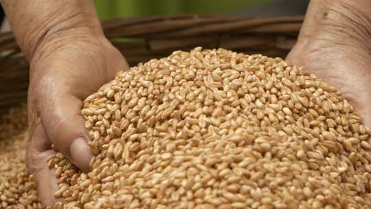 手捧小麦下落慢镜头麦子种子麦田丰收粮食视频素材模板下载