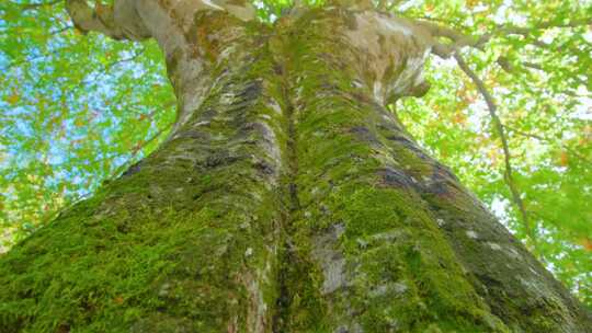 仰视森林参天古树