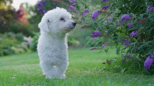 狗，花园，Coton De Tulear