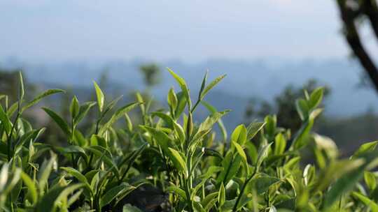 茶叶 采茶 红茶 绿茶 春茶 茶 有机茶