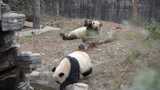 野生动物园的大熊猫高清在线视频素材下载
