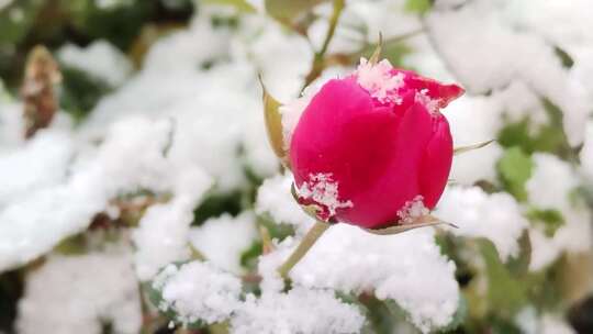 冬雪中的花骨朵特写