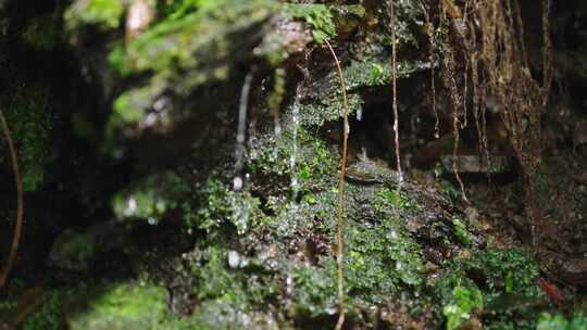 苔藓上的水滴流淌自然景象