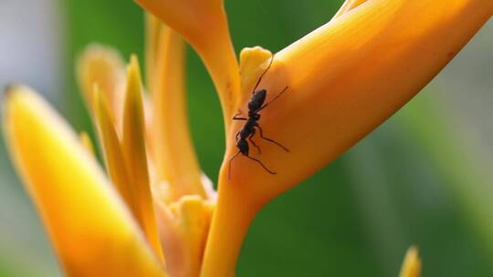 橘子花上的蚂蚁