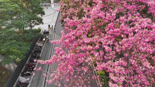 中国广东省广州市荔湾区坦尾美丽异木棉