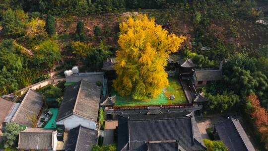 航拍西安古观音禅寺秋天银杏树