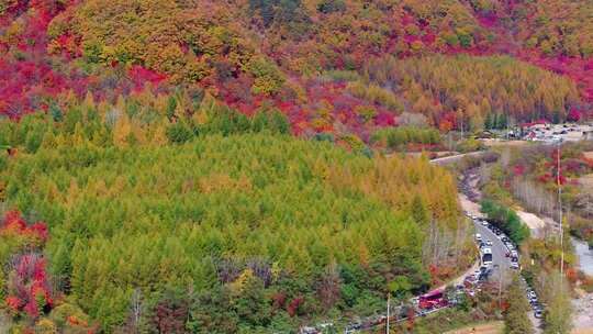 辽宁本溪秋天枫叶本桓公路