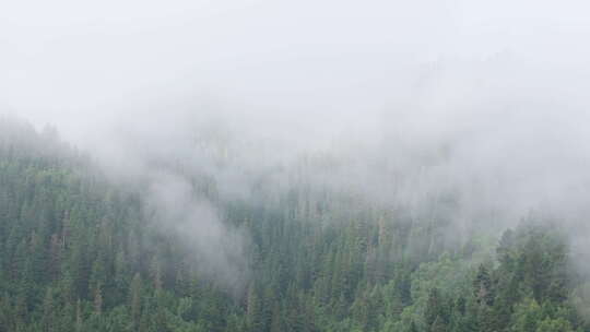 穿过迷雾的森林