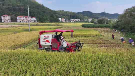 赣南稻田丰收