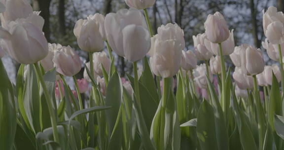 郁金香鲜花