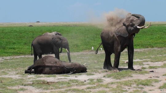 大象在洗沙尘浴视频素材模板下载