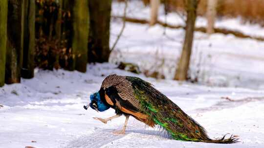 动物园里蓝孔雀在雪地里梳理羽毛视频素材模板下载