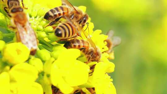 一群蜜蜂在油菜花上采蜜慢镜头特写