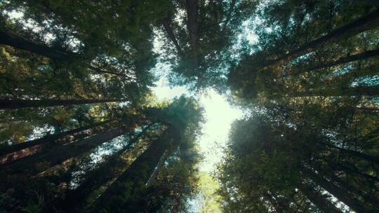 唯美森林树林仰拍大自然