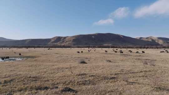 航拍若尔盖草原牧场放牧牦牛牛群视频素材模板下载