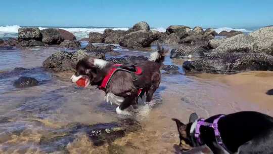 边境牧羊犬在海上玩耍