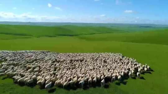 航拍内蒙古大草原羊群放牧呼伦贝尔视频素材模板下载