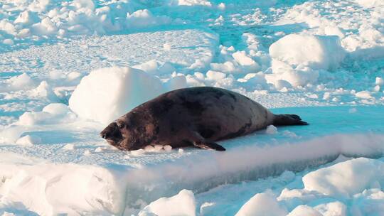 海豹趴在雪地里