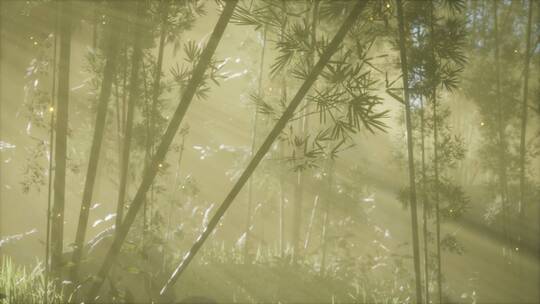 阳光穿梭在茂密的竹林里