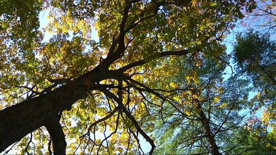 仰望着秋天的树木