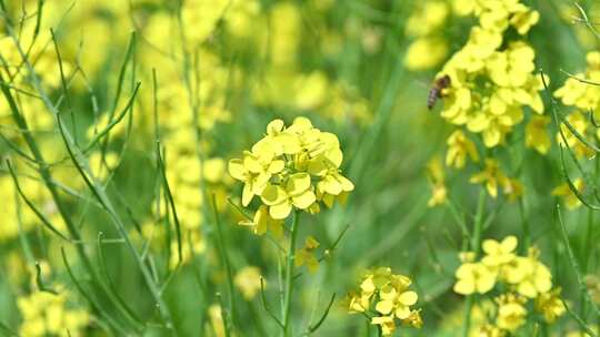 春天盛开的黄色油菜花与采蜜蜜蜂满画幅特写