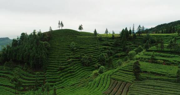 四川茶山航拍风景