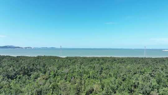 海岸线森林航拍海边森林大海树林海岸松树林