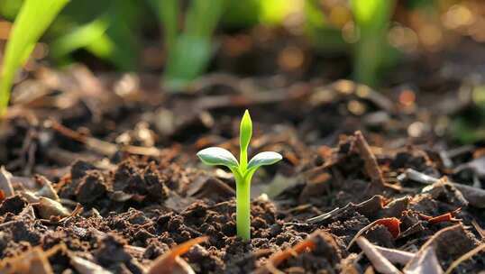 土壤中幼苗生长特写