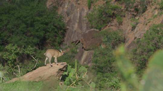 Klipspringer，肯尼亚，非洲，