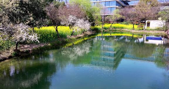 杭州阿里巴巴西溪园区春天鲜花盛开