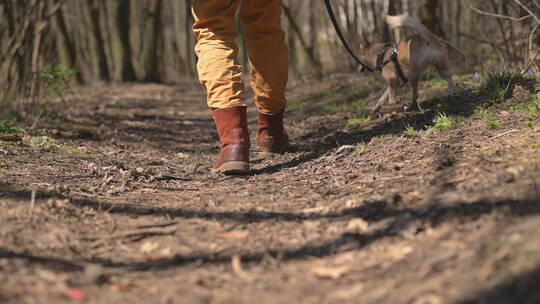 男人带着狗狗在森林散步视频素材模板下载