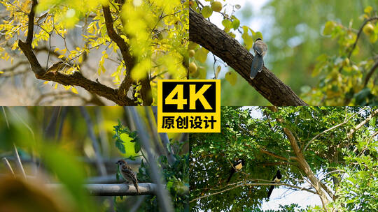 树枝上栖息的小鸟高清在线视频素材下载