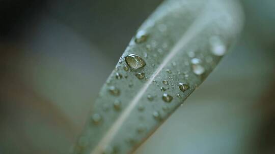 微距夏季雨后绿色树叶上的水珠叶脉