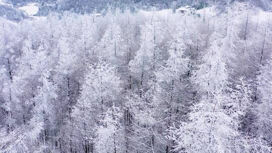 4k航拍恩施雪山雾凇风光