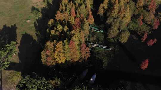 大理秋天秋景秋季树林森林洱海苍山航拍