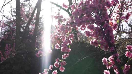 沕沕水生态风景区 梅花 粉色 植物 景色