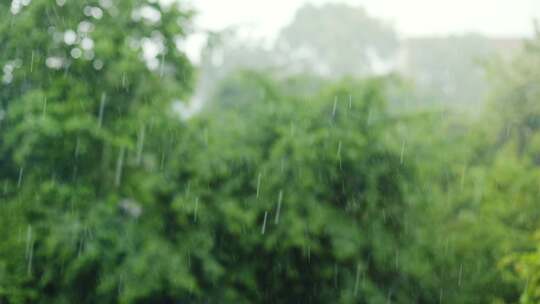 大雨，下雨，户外，树木