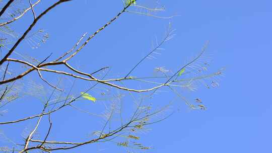 蓝天下的枝头的绿叶随风飘荡