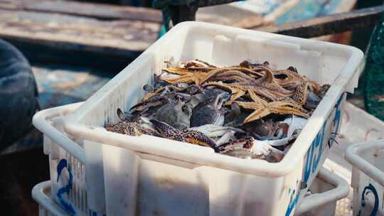 海鲜市场新鲜捕捞的海鲜视频素材模板下载
