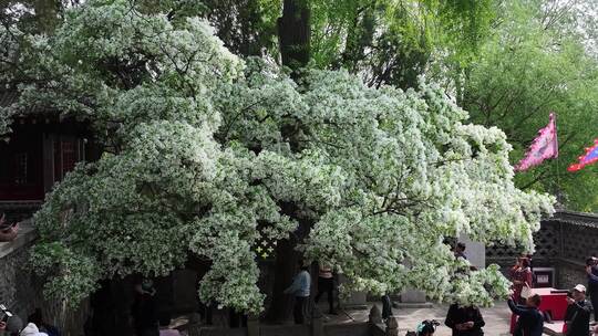 百年流苏花满枝头