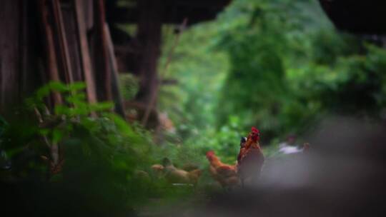 侗族寨子里的鸡