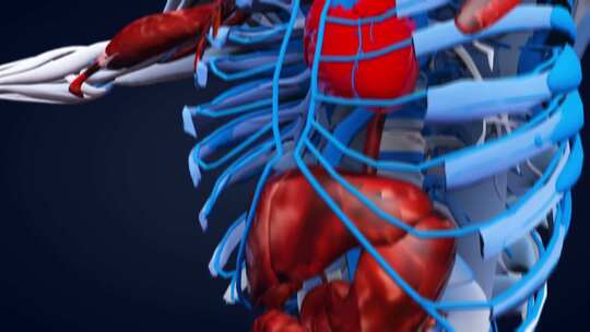 身体骨骼肌肉五脏器官等三维效果展示视频素材模板下载