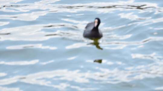 水面游动的水鸟