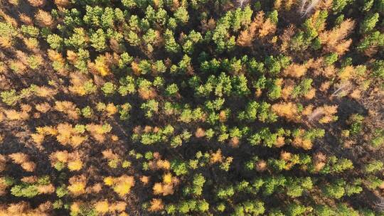 大兴安岭秋天风景人工林更新造林视频素材模板下载